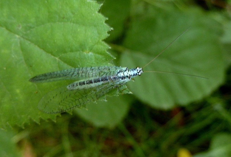 Chrysopa perla? S